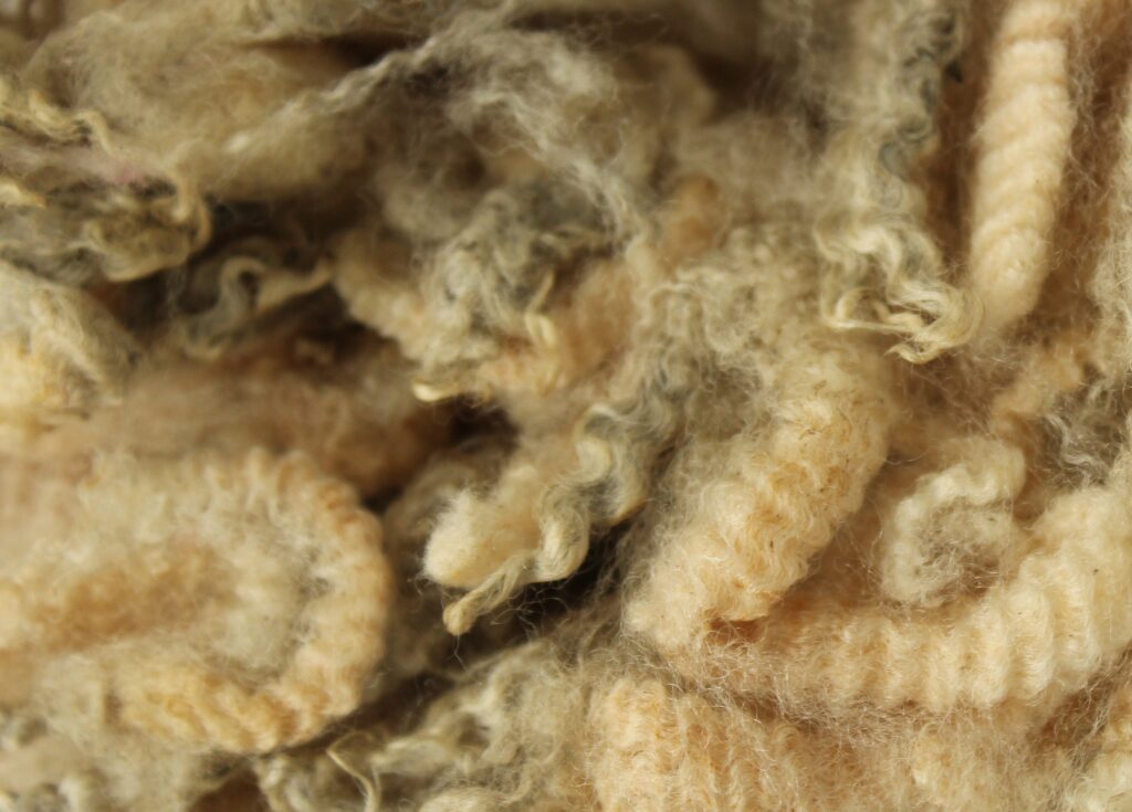 Close-up of raw sheep’s wool, the natural source of wool grease used in lanolin production.