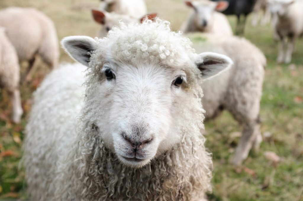 Close-up of a sheep standing among a flock, illustrating animal welfare considerations in the wool supply chain.