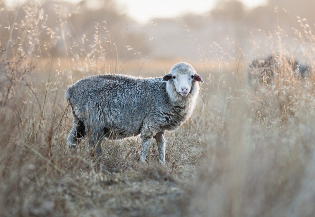 Sheep standing in a natural field, illustrating the animal origin of lanolin as a wool-derived raw material.