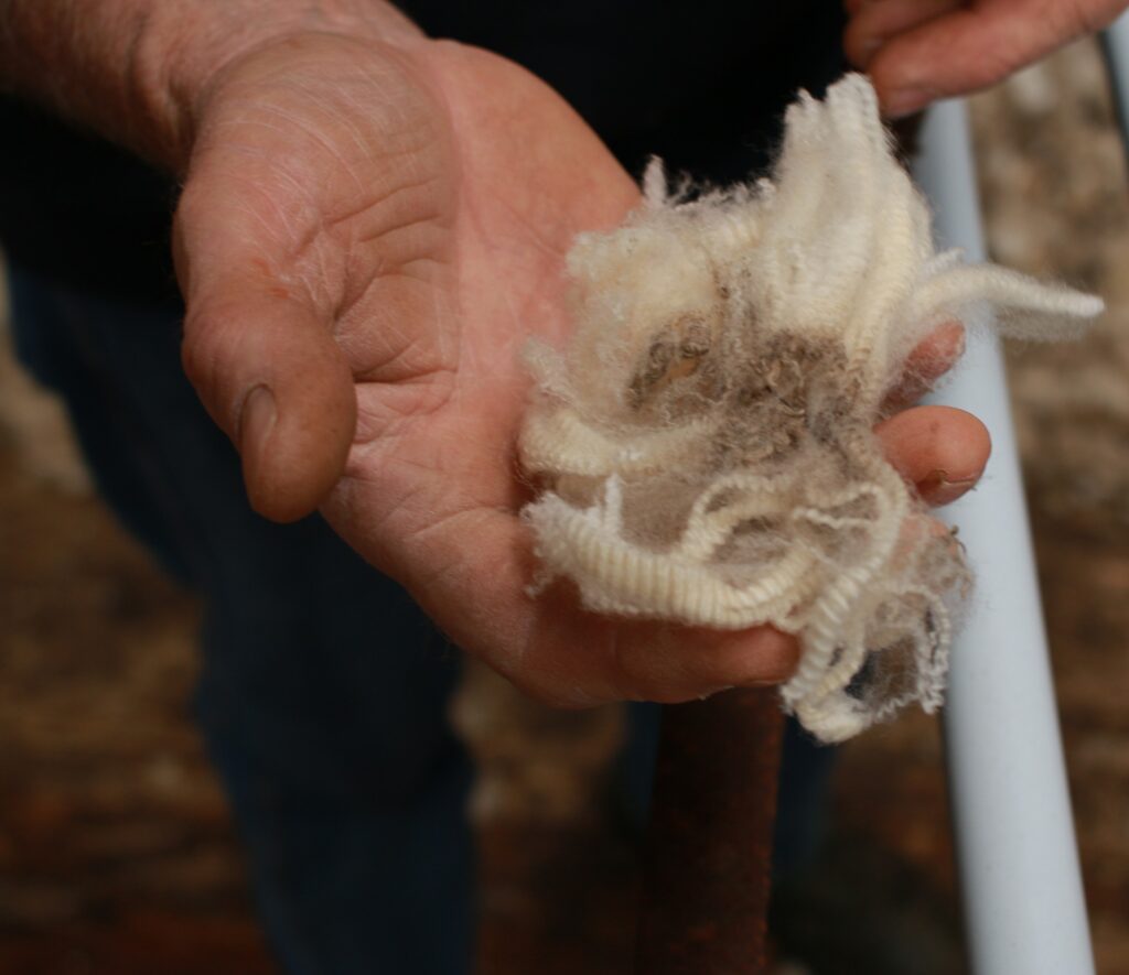 Natural sheep’s wool held in a hand, illustrating the wool material from which lanolin originates.